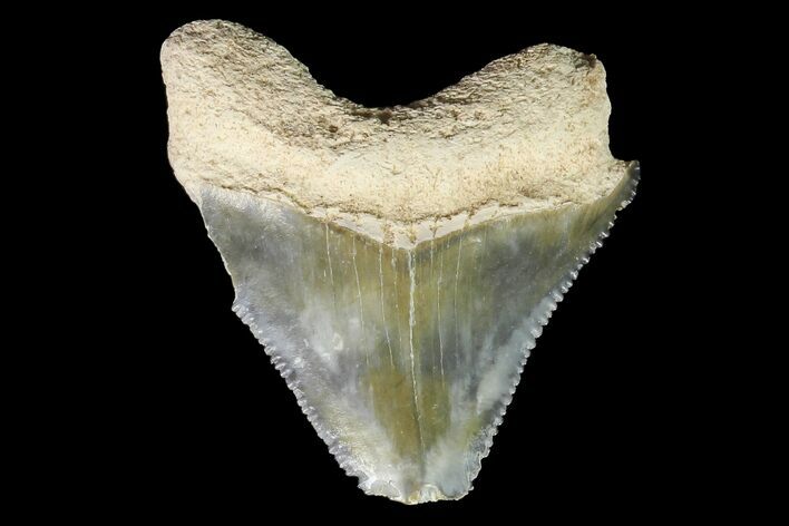 Bone Valley Megalodon Tooth - Florida #76570
